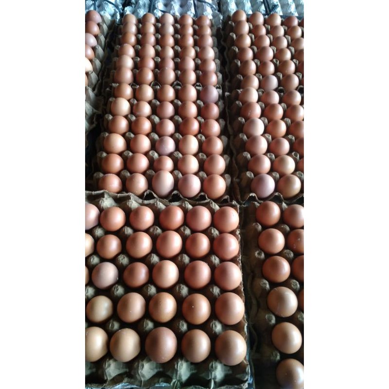 

TELUR AYAM NEGRI TERMURAH & FRESH ( per Kg )