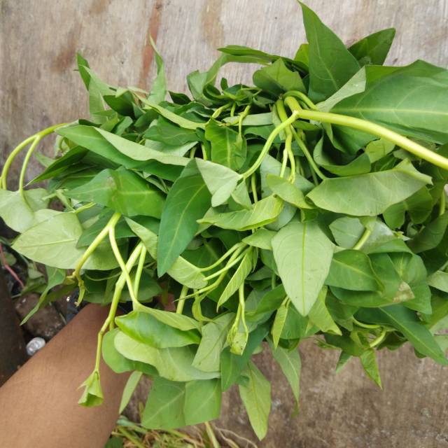 

Kangkung potong/rawa