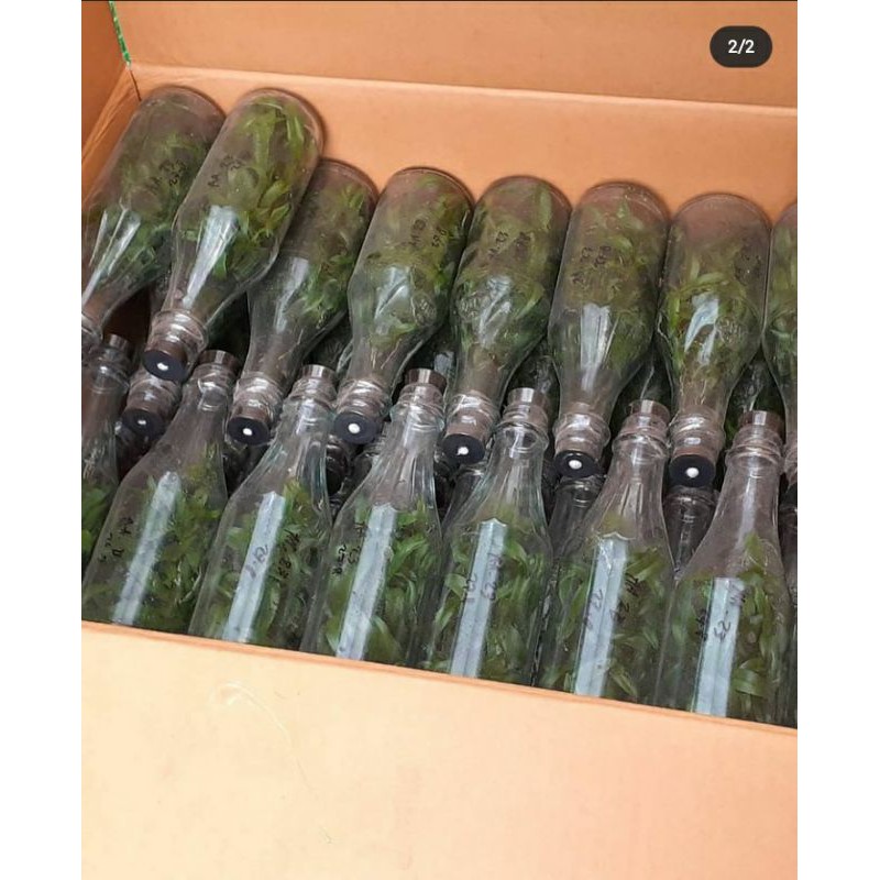 ready stok botolan anggrek dendrobium dr persilangan beberapa spesies