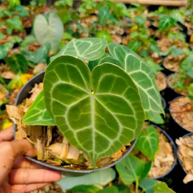 Pohon kuping gajah - tanaman hias kuping gajah -Tanaman hidup bunga -kembang hidup asli-bunga hidup 