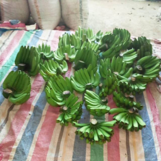 

Pisang buai