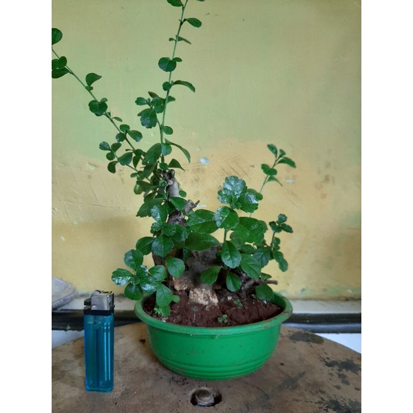 Bonsai Hokiantea lokal (Gambiran)