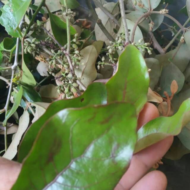 

Jual Bemalu Jeruk Nipis Termurah