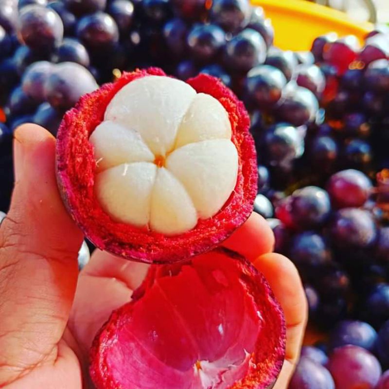 

BUAH MANGGIS SEGAR KWALITAS PREMIUM RASA DI JAMIN MANIS