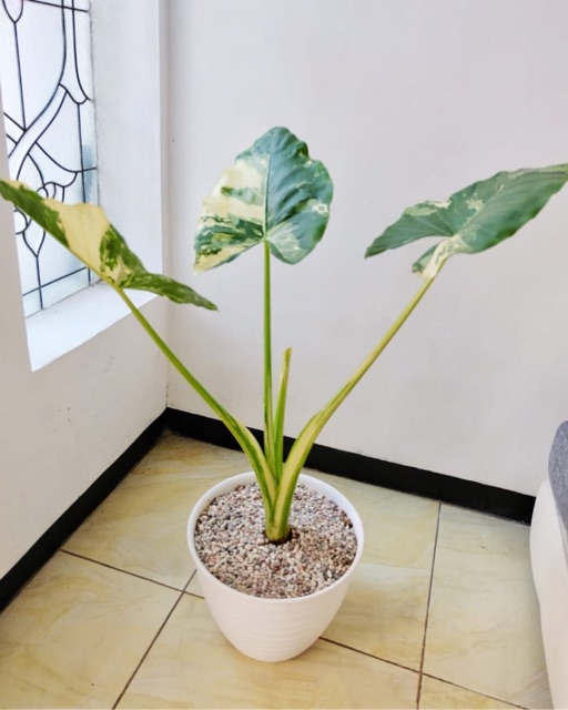 alocasia macrorrhizos varigata. sente varigata