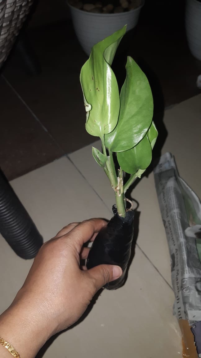 Pohon Mostera | Tanaman Hias Mostera