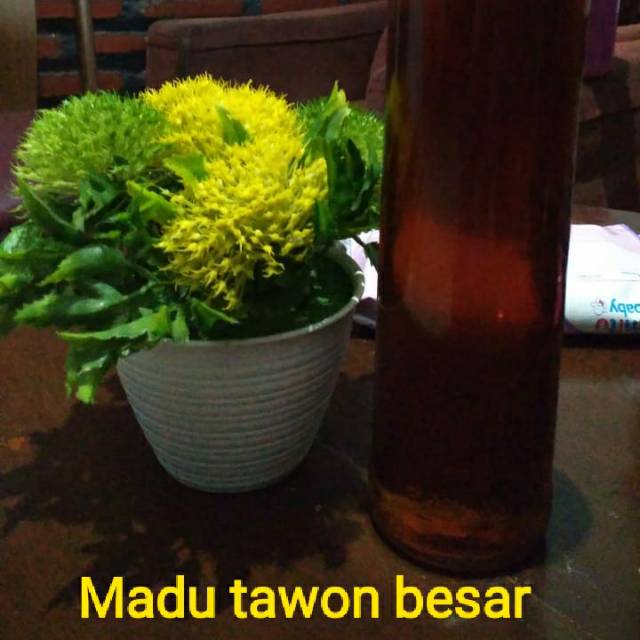 

Madu tawon besar