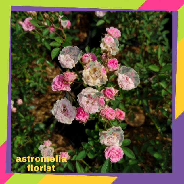Tanaman hias "baby rose"