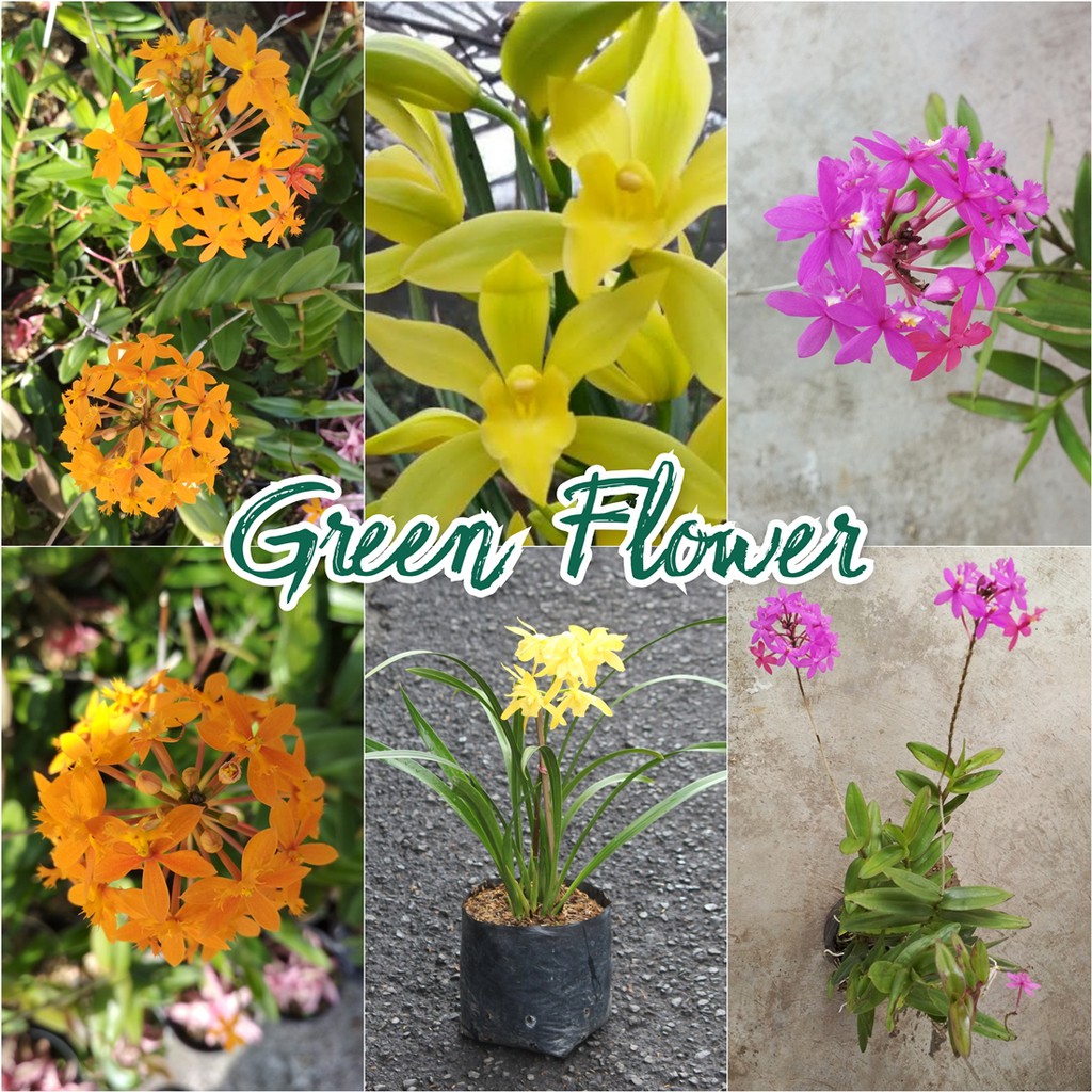 Paket 3 Jenis Anggrek Tanah