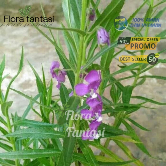 PROMO Tanaman Bunga Lavender Pengusir Nyamuk . /BUNGA HIDUP TANAMAN HIAS HIDUP/BUNGA HIASAN RUMAH MU