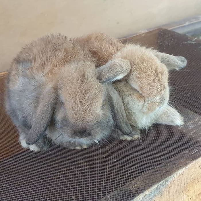 Kelinci Hias Holland Lop Anakan L Murah Shopee Indonesia