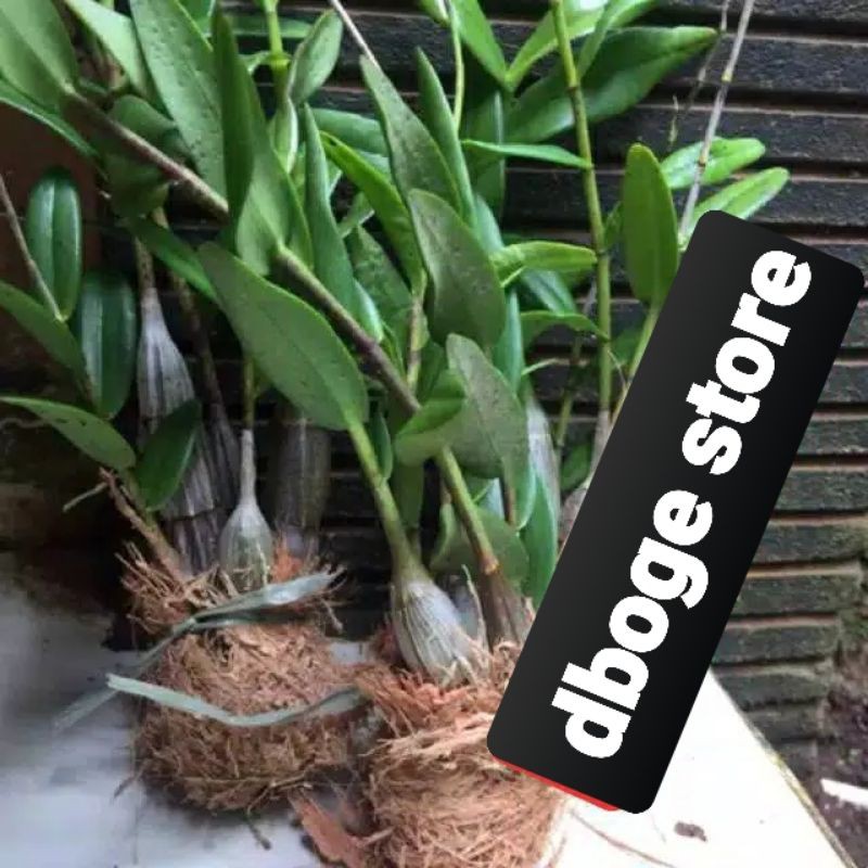 anggrek merpati besar fress hidup