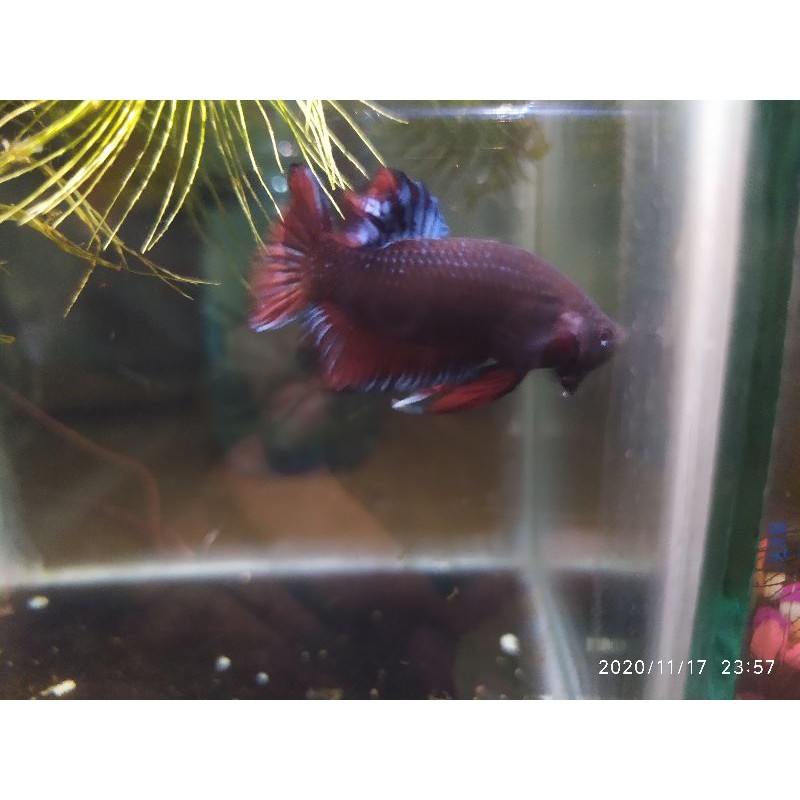 ikan cupang adu (serit/bangkok?)