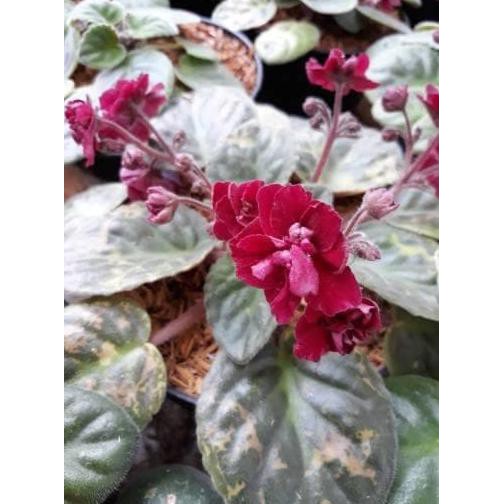 Bibit Tanaman Hias Bunga tanaman hias violces merah xeon