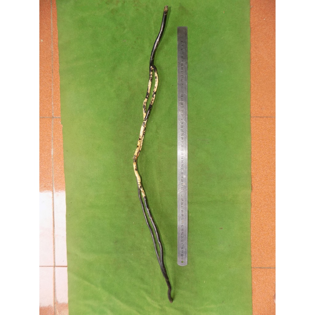 akar bahar tunggal alami mimang combong panjang 70 cm langka