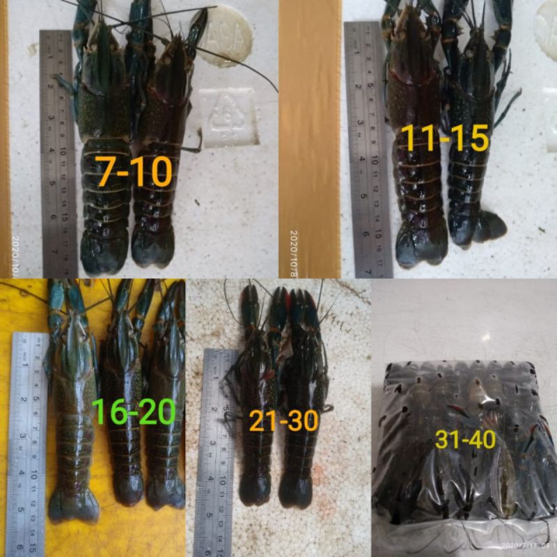 

losbter air tawar size 10-20