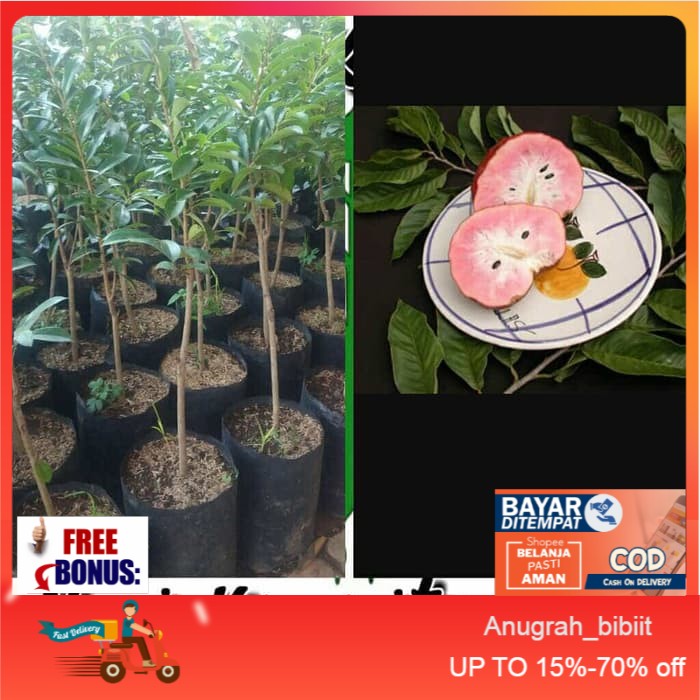 bibit buah sirsak merah