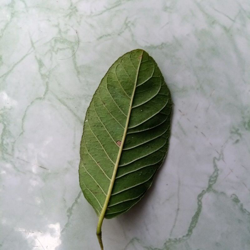 

Daun jambu bijj