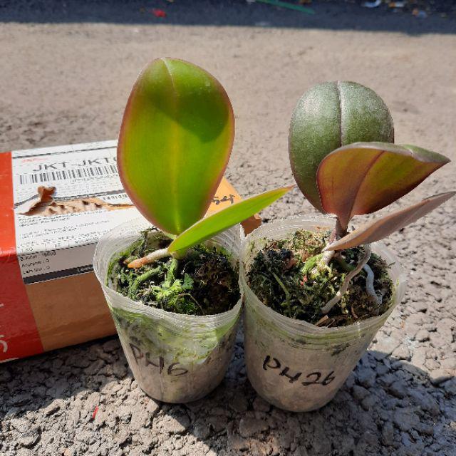 Anggrek Bulan Taiwan Remaja