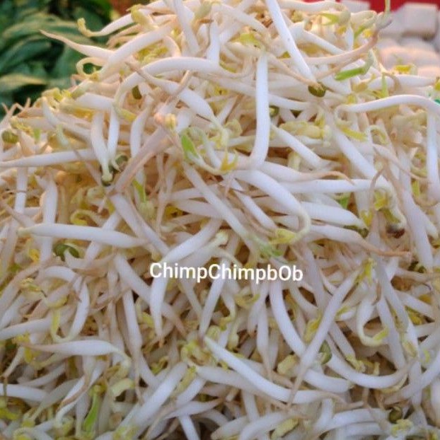 

Toge / Tauge Panjang Organik Segar / Bean Sprout Fresh 500 Gram