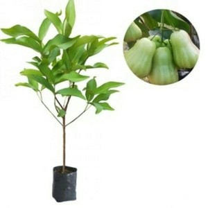 Bibit Tanaman Jambu Madu Deli Bibit Jambu Madu Deli Jambu MDH