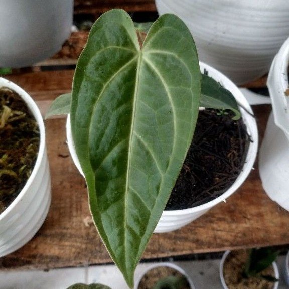 Tanaman hias Kuping Gajah Lidah Gajah / Anthurium Warocqueanum hybrid