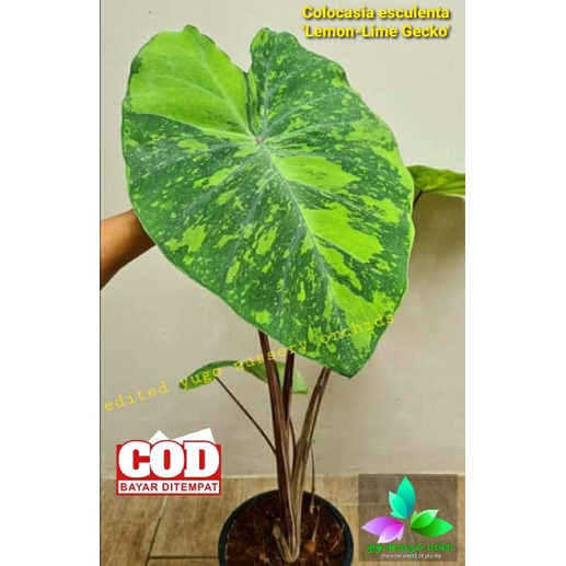 Colocasia esculenta Lemon Lime Gecko