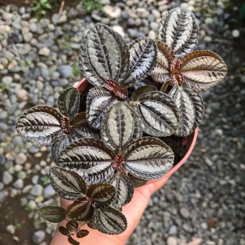 Tanaman hias pilea silver tree ( pilea spruceana norfolk )
