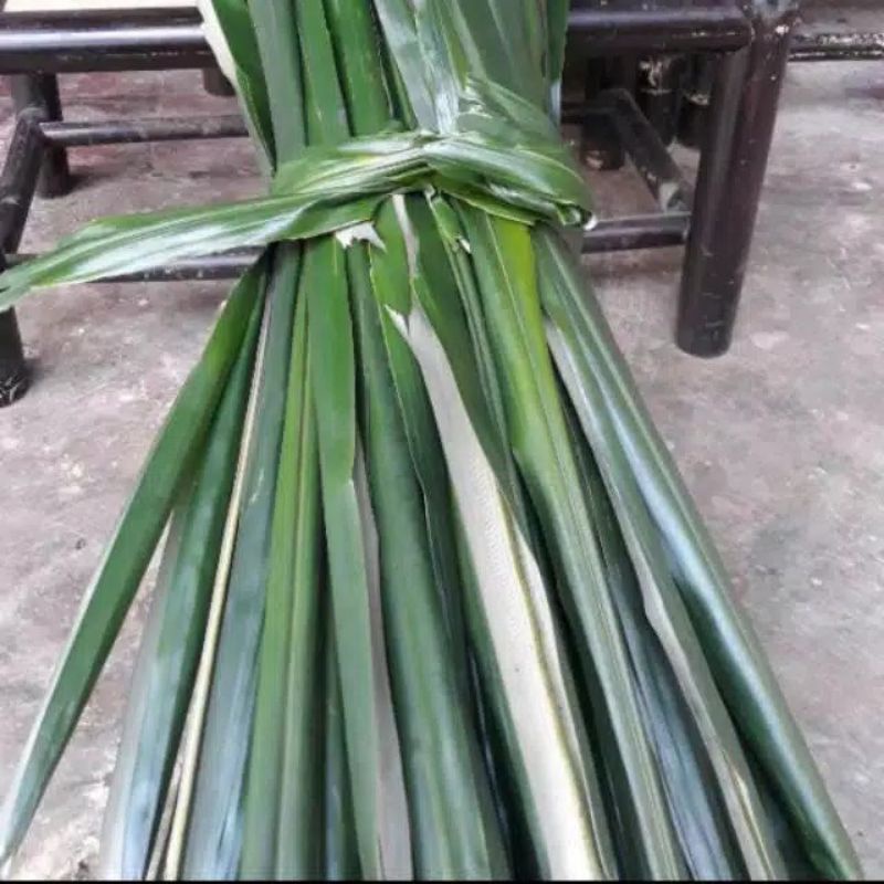 

daun pohon aren segar original 500gram