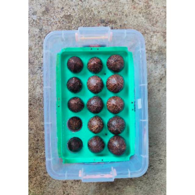 Bahan bonsai kelapa minion gading oren, kuning, hijau, dan coklat size 4 - bonsai kelapa minion gadi