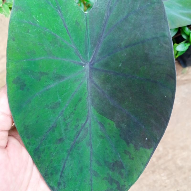 Colocasia black marble
