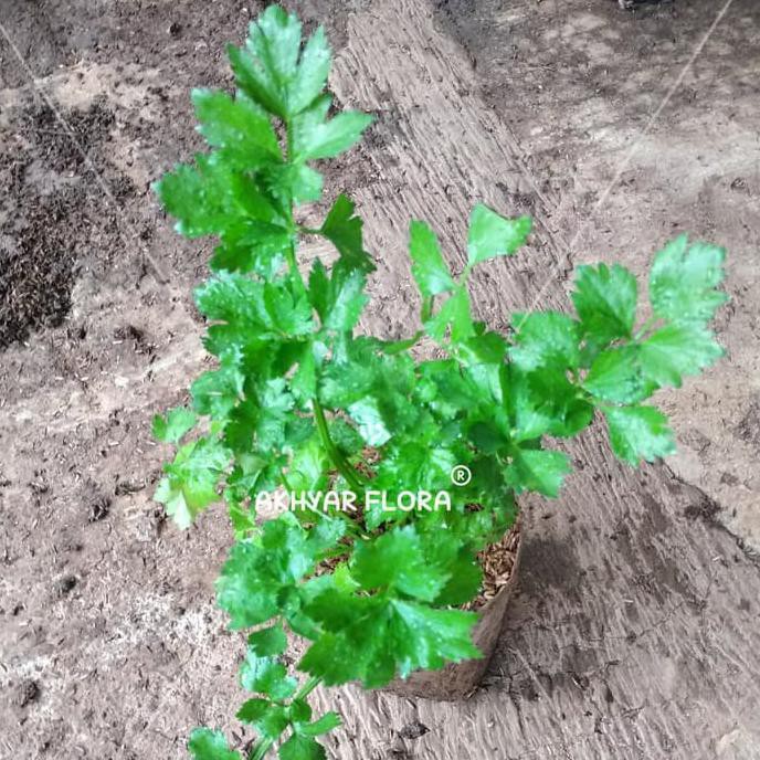 Tanaman Seledri Bibit Seledri Daun Seledri anjai