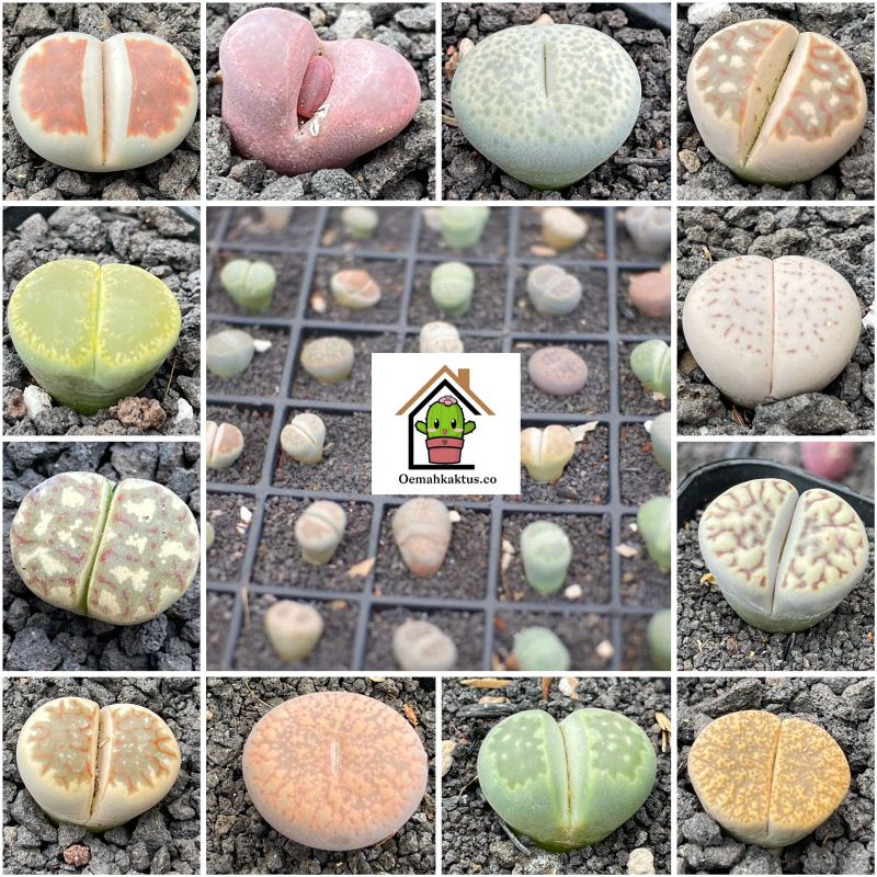 Lithops Cantik Murah bebas pilih