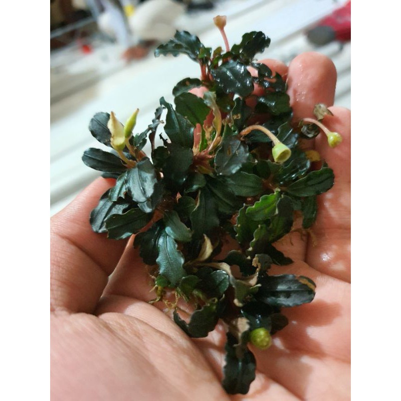Bucephalandra Brownie Phantom (Mini Clump)