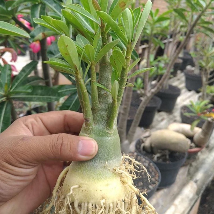 Produk Terbaru Bibit Bahan Bonsai Adenium Bonggol Besar Kamboja Jepang