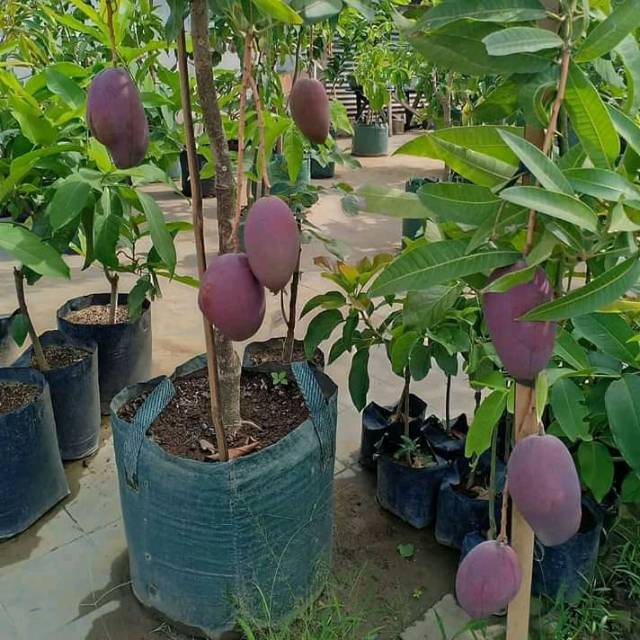 2 paket bibit buah mangga irwin