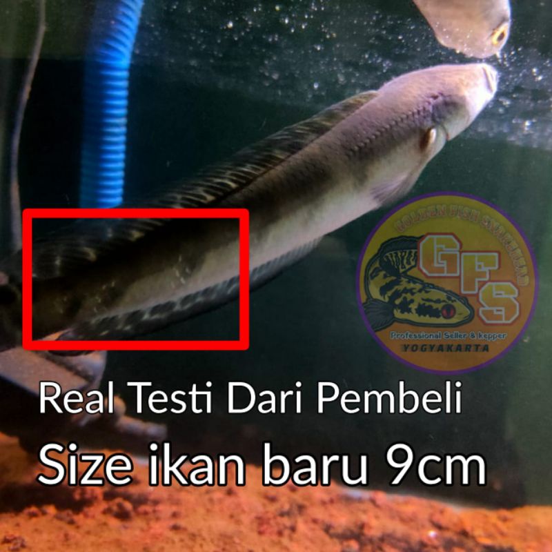 Pelet Channa Maru PROGRES MARULIOIDES Generasi kedua