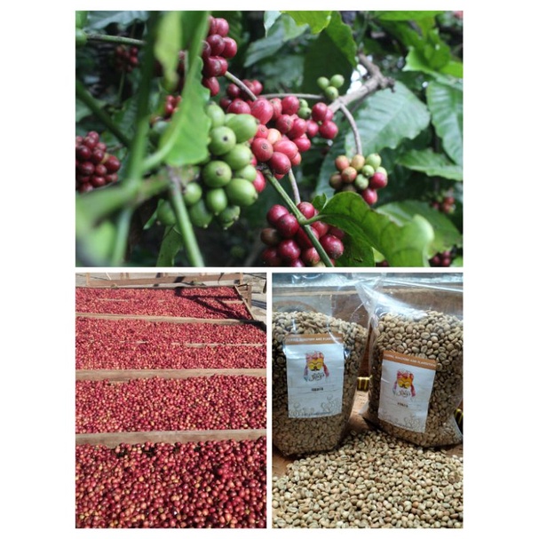 

kopi Potrojoyo lereng kawi