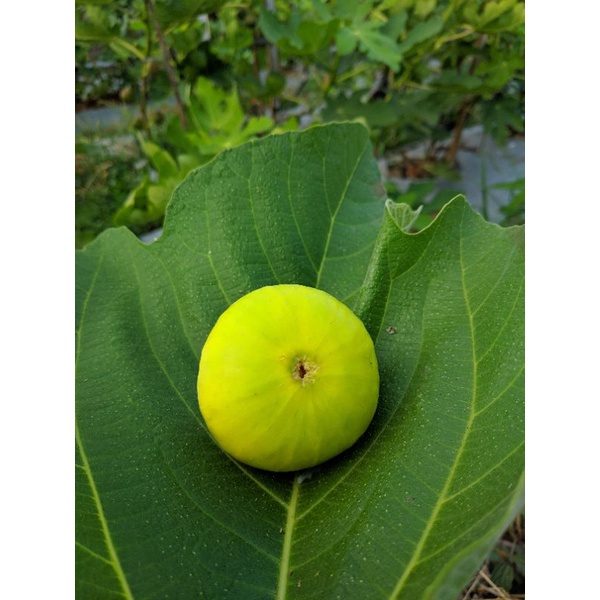 Bibit Buah Tin Jenis LSU Gold Cangkok Murmer