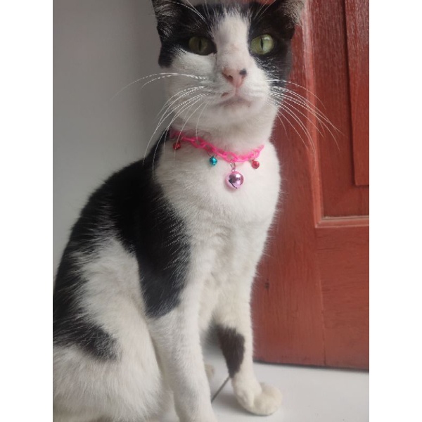 kalung kucing lucu rantai