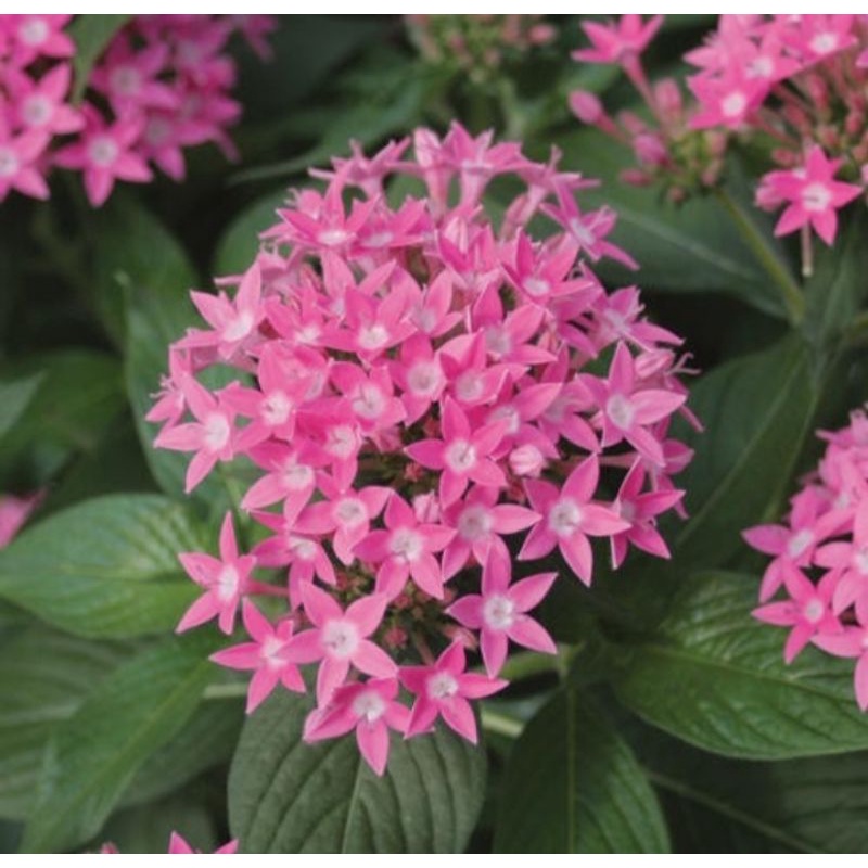 Macam- Macam Bunga PENTAS