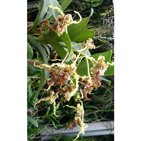 Dendrobium Spectabile