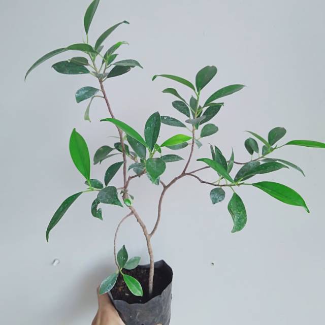 Bibit bonsai kimeng