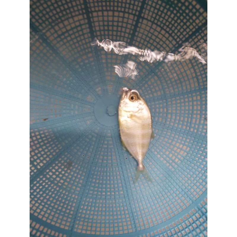 Ikan GT hidup 99% air tawar (15 cm)