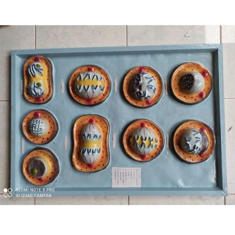 

penampang model mitosis alat peraga pendidikan