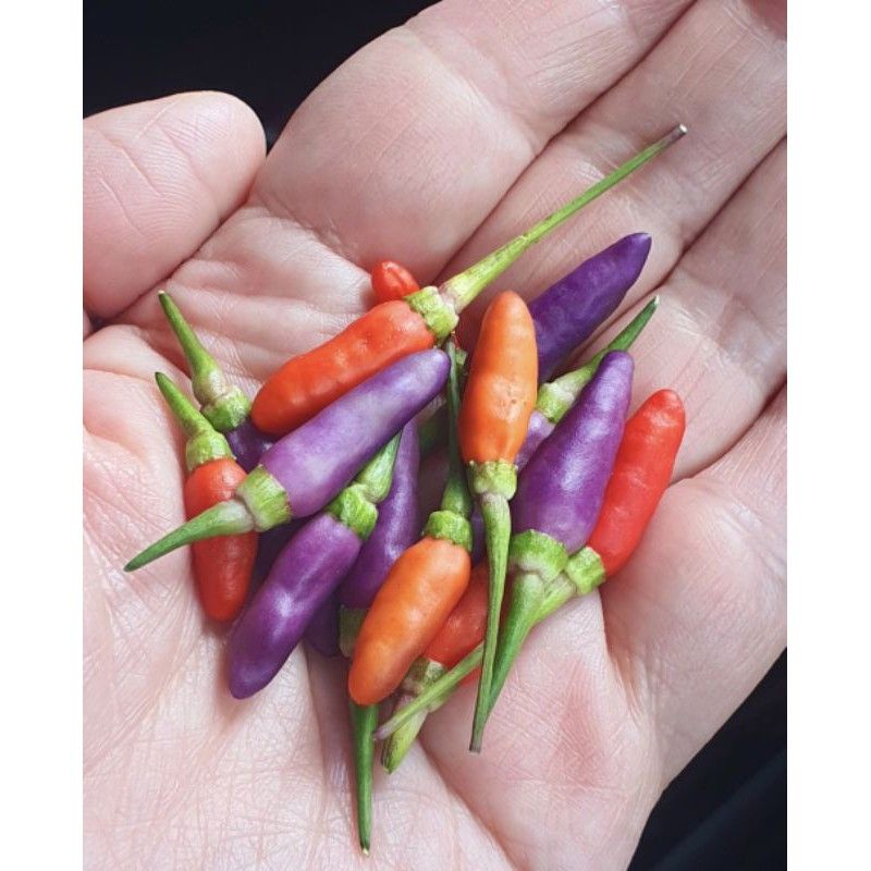 3 Bibit Benih Cabe Hias / Unik NUMEX EASTER, Cabe Warna - Warni, Cabe Tumpuk, Cabe Pelangi, Cabe Rai