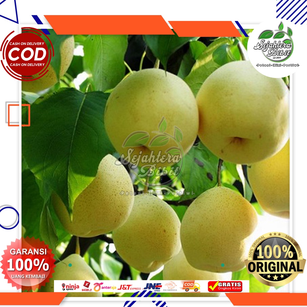 bibit buah pir