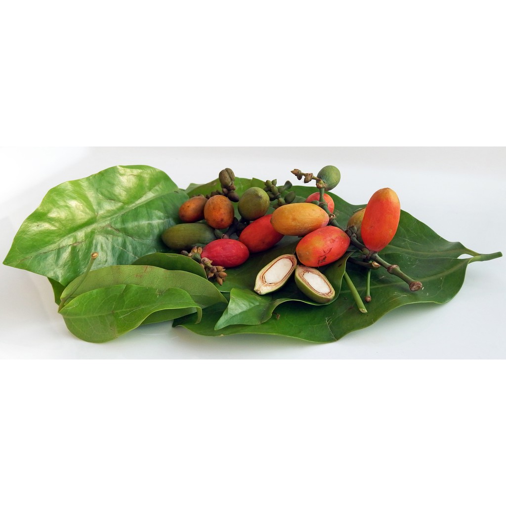 

Daun Melinjo Organik (100gr)