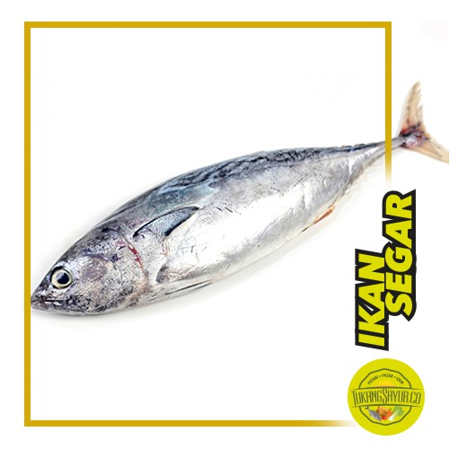 

Ikan Tongkol - 500 gr