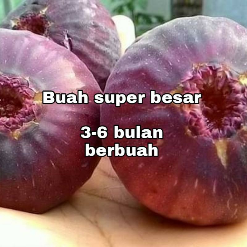 Bibit Buah Tin Langka Blue Giant Super